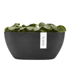 Ecopots Kunststoff-Schale Sofia Mit Wassersystem, Oval, Dunkelgrau, Ca. B30/H13,5/T13 Cm -Pflanzen Promotion Geschäft 6614929 WE FS 004 EcopotsKunststoffSchaleSofiamitWassersystemovaldunkelgrau