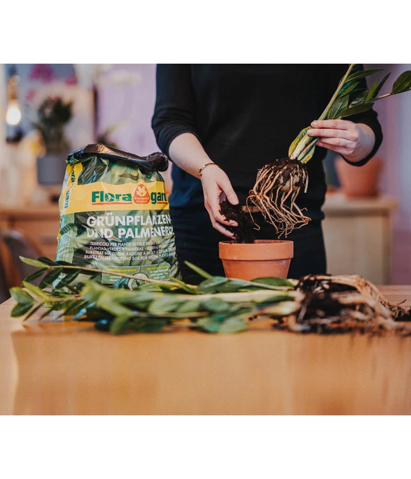 Floragard Aktiv Grünpflanzen- Und Palmenerde 2 Floragard Aktiv Grünpflanzen- Und Palmenerde – Bild 2