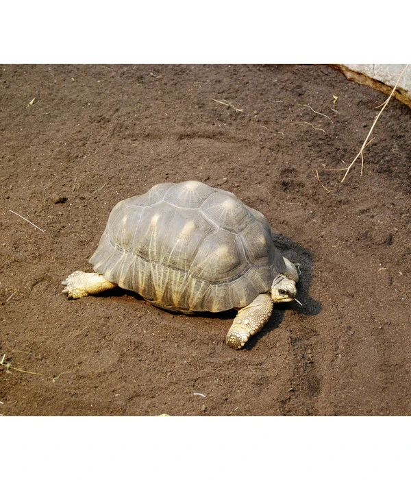 Floragard Schildkrötensubstrat 2 Floragard Schildkrötensubstrat – Bild 2