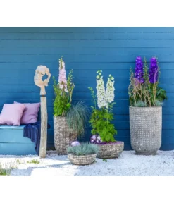 Rittersporn, Verschiedene Farben -Pflanzen Promotion Geschäft 6732911 WE MO 001 KeramikPflanztopfRelicRittersporn