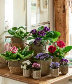 Dehner Seegras-Korb Lilja, Konisch 10 Dehner Seegras-Korb Lilja, Konisch -Pflanzen Promotion Geschäft 6739577 WE MO 001 TopfIssa