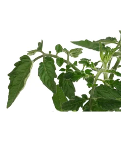 Sonnenparadeiser, Gelb -Pflanzen Promotion Geschäft 6766794 WE DE 001 SonnentomateGelb