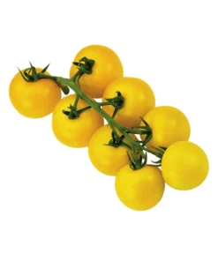 Sonnenparadeiser, Gelb -Pflanzen Promotion Geschäft 6766794 WE FS 002 SonnentomateGelb