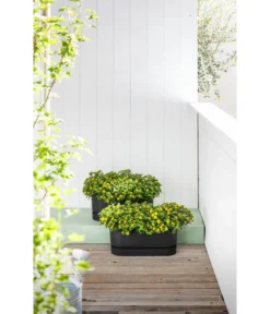 Elho Kunststoff-Topf Greenville, Ca. B20/B18/T49 Cm -Pflanzen Promotion Geschäft 6768964 WE MO 002 ElhoKunststoffTopfGreenville