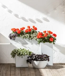 Süßkartoffel, Verschiedene Farben -Pflanzen Promotion Geschäft 6770721 8813206 8809592 8824500 WE MO 001 LechuzaSchaleCubetoStone