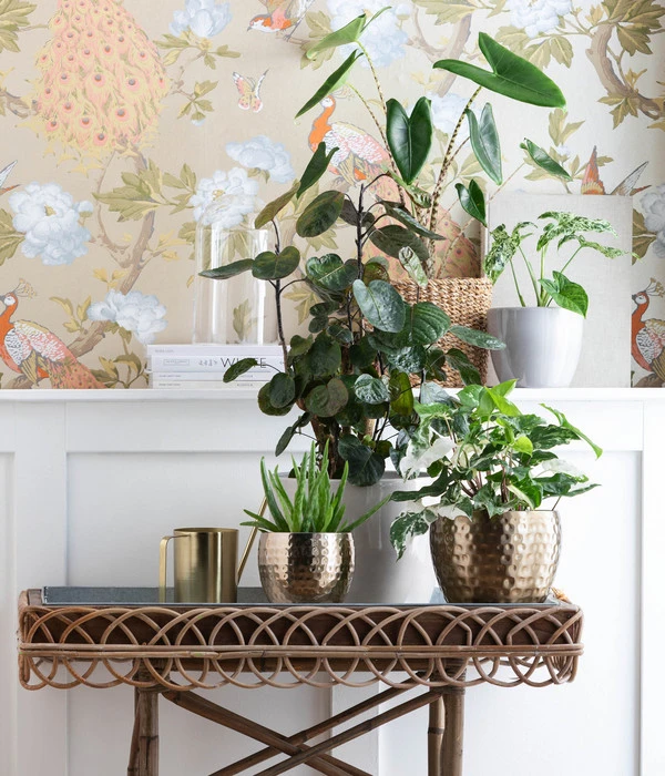 Purpurtute - Syngonium Podophyllum 'Albo Variegata', Panaschiert 2 Purpurtute - Syngonium Podophyllum 'Albo Variegata', Panaschiert – Bild 2