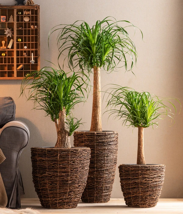 Elefantenfuß - Beaucarnea Recurvata, Verzweigt 2 Elefantenfuß - Beaucarnea Recurvata, Verzweigt – Bild 2