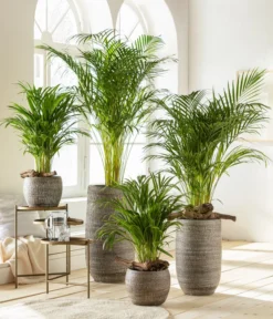 Goldfruchtpalme - Dypsis Lutescens -Pflanzen Promotion Geschäft 6799894 6799910WE MO 001 VaseLanaBraun