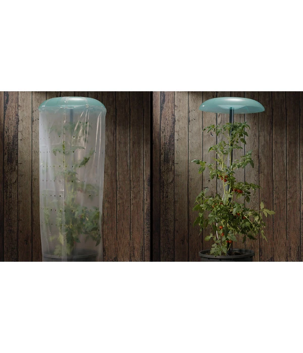 KHW Tomatenhut 3 KHW Tomatenhut – Bild 3