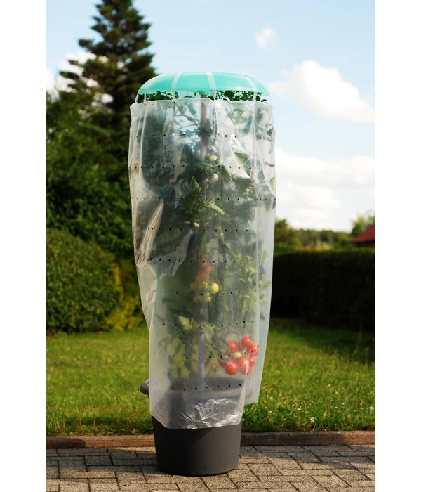 KHW Tomatenhut 1 KHW Tomatenhut