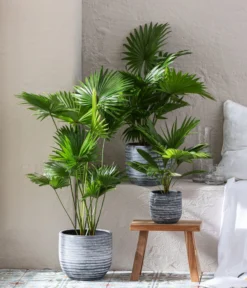 Rundblättrige Schirmpalme - Livistona Rotundifolia -Pflanzen Promotion Geschäft 6919880 WE MO 001 TopfMavie Livistona