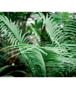 Floragard Aktiv Grünpflanzen- Und Palmenerde, 56 X 20 L -Pflanzen Promotion Geschäft 6955793 WE MO 002 FloragardAktivGruenpflanzenundPalmenerde56x20l