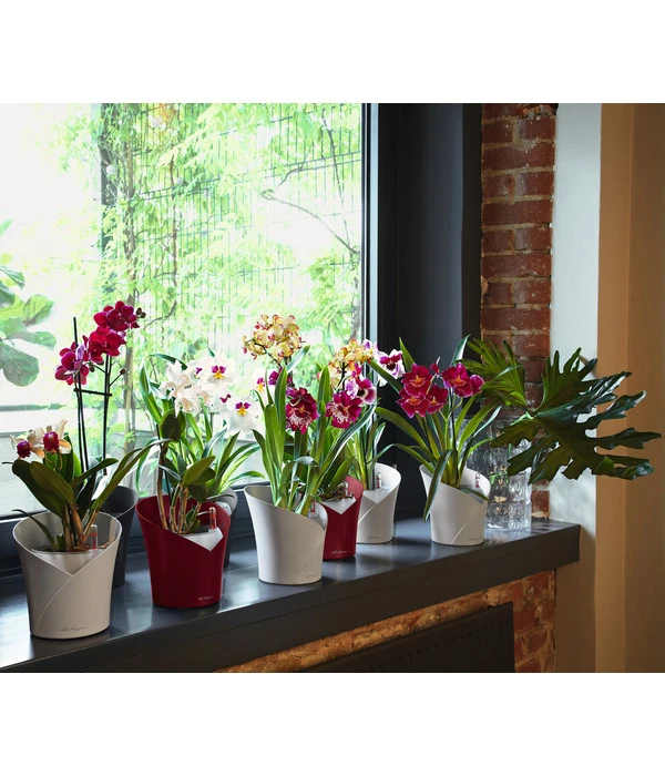 LECHUZA® ORCHIDEA, All-in-One Set, Ca. Ø18/H20 Cm 5 LECHUZA® ORCHIDEA, All-in-One Set, Ca. Ø18/H20 Cm – Bild 5