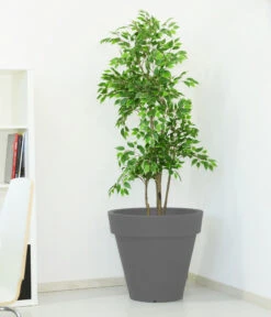 Farmet New Kunststoff-Topf Pegasus, Konisch, Inkl. Untersetzer, Ca. Ø60/H55 Cm -Pflanzen Promotion Geschäft 6965685 WE MO 001 FarmetNewKunststoffTopfPegasuskonisch