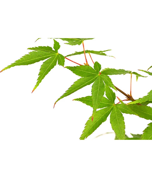 Fächerahorn 'Little Princess', Schale 2 Fächerahorn 'Little Princess', Schale – Bild 2