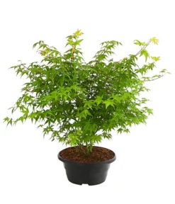 Fächerahorn 'Little Princess', Schale