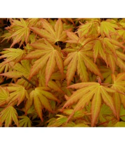 Fächerahorn 'Orange Dream' -Pflanzen Promotion Geschäft 7007016 WE DE 002 AcerAhornOrangeDreamAllgreen