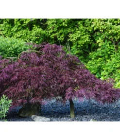 Dunkelroter Schlitz-Ahorn 'Dissectum Garnet', Ca. 30-40 Cm -Pflanzen Promotion Geschäft 7015761 PR MO 002 AcerPalmatumDissectumGarnetLucknerRetu