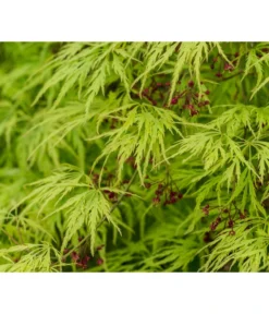 Grüner Schlitz-Ahorn 'Dissectum' -Pflanzen Promotion Geschäft 7017528 DE DE 001 AcerPalmatumDissectumSchlitzahorn
