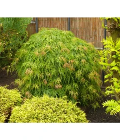 Grüner Schlitz-Ahorn 'Dissectum' -Pflanzen Promotion Geschäft 7017643 WE MO 002 AcerAhornDissectumViridisAllgreen
