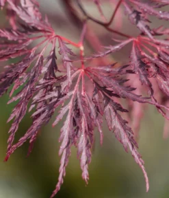 Dunkelroter Schlitz-Ahorn 'Dissectum Garnet', Ca. 30-40 Cm -Pflanzen Promotion Geschäft 7018443 WE DE 001 AcerPalmatumDissectumGarnet