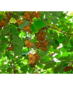 Kiwi 'Issai'