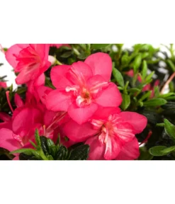Japanische Azalee 'Anouk' -Pflanzen Promotion Geschäft 7046576 WE DE 001 JapanischeAzaleeAnouk1L