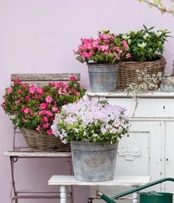 Japanische Azalee 'Anouk' -Pflanzen Promotion Geschäft 7046576 WE MO 001 JapanischeAzaleeAnouk