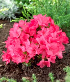 Japanische Azalee 'Anouk' -Pflanzen Promotion Geschäft 7046576 WE MO 001 RhododendronOnbekend