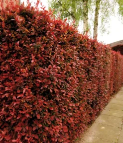 Blut-Berberitze 'Atropurpurea' 7 Blut-Berberitze 'Atropurpurea' -Pflanzen Promotion Geschäft 7066871 WE MO 003 BlutBerberitzeRoteHecken