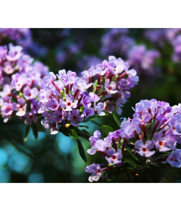 Wechselblättriger Sommerflieder 1 Wechselblättriger Sommerflieder