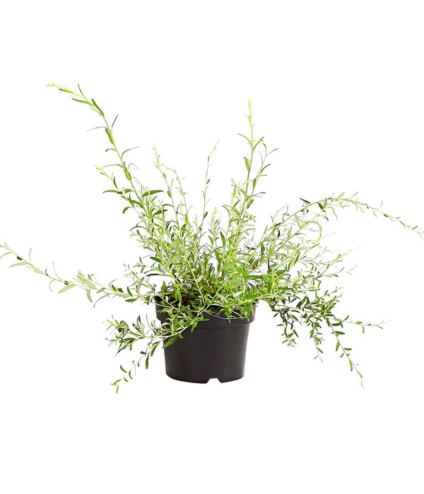 Wechselblättriger Sommerflieder 2 Wechselblättriger Sommerflieder – Bild 2