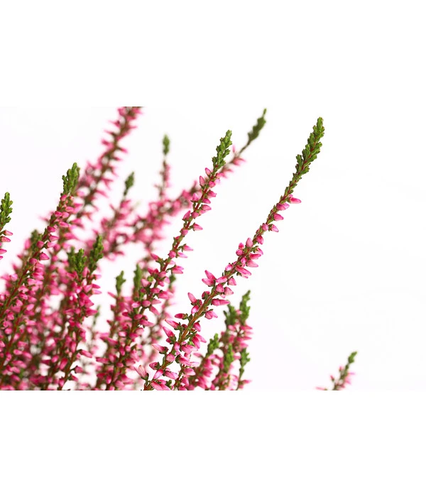 Knospenheide, Verschiedene Sorten 7 Knospenheide, Verschiedene Sorten – Bild 7