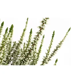 Knospenheide, Verschiedene Sorten 16 Knospenheide, Verschiedene Sorten -Pflanzen Promotion Geschäft 7084932 WE DE 002 CallunaHelenaKnospenheide