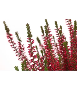 Knospenheide, Verschiedene Sorten 17 Knospenheide, Verschiedene Sorten -Pflanzen Promotion Geschäft 7084932 WE DE 003 CallunaAngiKnospenheide