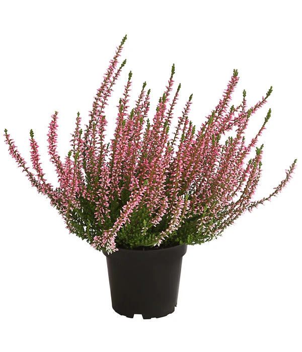 Knospenheide, Verschiedene Sorten 2 Knospenheide, Verschiedene Sorten – Bild 2