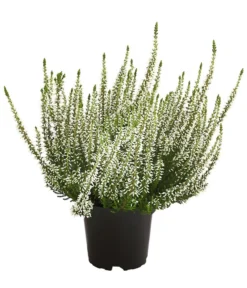 Knospenheide, Verschiedene Sorten 11 Knospenheide, Verschiedene Sorten -Pflanzen Promotion Geschäft 7084932 WE FS 003 CallunaHelenaKnospenheide