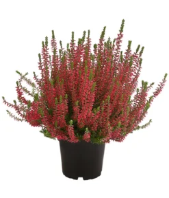 Knospenheide, Verschiedene Sorten 12 Knospenheide, Verschiedene Sorten -Pflanzen Promotion Geschäft 7084932 WE FS 004 CallunaAngiKnospenheide