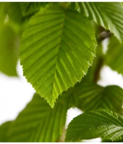 15 Meter Hainbuche, 60 X Ca. 150-175 Cm -Pflanzen Promotion Geschäft 7088883 WE DE 001 CarpinusBetulusHainbuche4LDehnerExpressZS 1