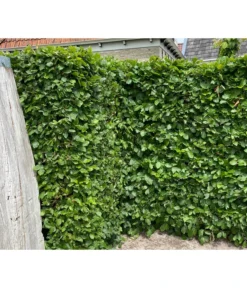 1-1,5 Meter Hainbuche, 5 X Ca. 50-60 Cm 9 1-1,5 Meter Hainbuche, 5 X Ca. 50-60 Cm -Pflanzen Promotion Geschäft 7089188 WE MO 002 HainbuchenCarpinusBetulus2l 2