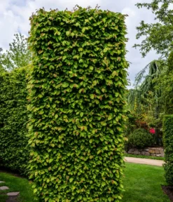 5 Meter Hainbuche, 15 X Ca. 175-200 Cm -Pflanzen Promotion Geschäft 7089188 WE MO Luckner Hecke CarpinusBetulusHainbuche