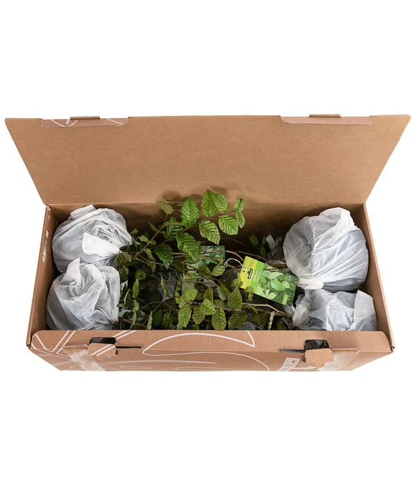 1-1,5 Meter Hainbuche, 5 X Ca. 50-60 Cm 3 1-1,5 Meter Hainbuche, 5 X Ca. 50-60 Cm – Bild 3