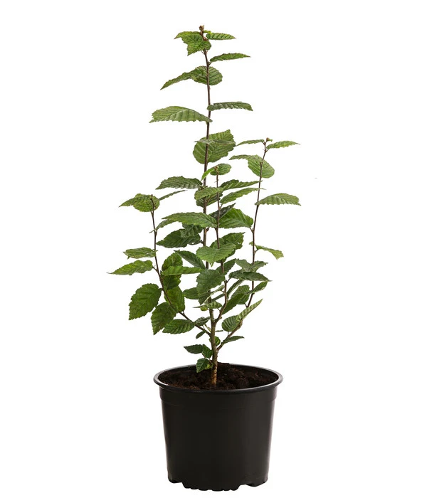 1-1,5 Meter Hainbuche, 5 X Ca. 50-60 Cm 2 1-1,5 Meter Hainbuche, 5 X Ca. 50-60 Cm – Bild 2