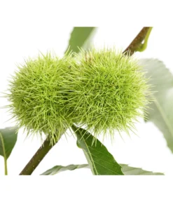 Esskastanie -Pflanzen Promotion Geschäft 7091580 PR DE 001 CastaneaSativaEsskastanieDehnerExpressHerzig