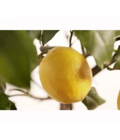 Meyer-Zitrone -Pflanzen Promotion Geschäft 7118417 PR DE 001 CitrusLemonMeyerStammT20DehnerExpressZS