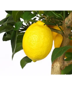 Meyer-Zitrone -Pflanzen Promotion Geschäft 7118417 WE DE 001 CitrusMeyeriT20DehnerExpressHerzig