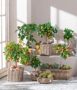 Dehner Gourmet Garten Goldsalbei -Pflanzen Promotion Geschäft 7119696 WE MO 001 CitrusGoldsalbei