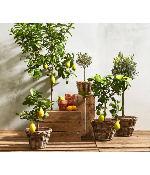 Olive, Stämmchen 2 Olive, Stämmchen – Bild 2