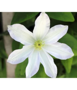 Waldrebe - Clematis 'Dancing Dorien®'