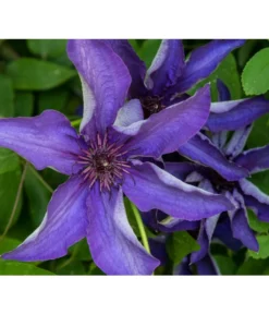 Waldrebe - Clematis, Rankhilfe -Pflanzen Promotion Geschäft 7129034 PR DE 001 ClematisWaldrebeBlauPrivatgartenLucknerMai2017